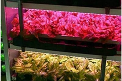 Two Directions on LED Intelligentized: Intelligent Agriculture and Lifi