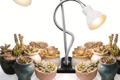 Is lamp light good for plant