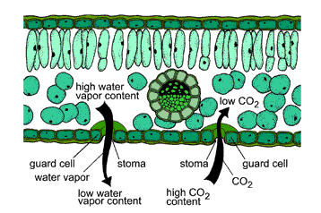 Plant Growth and Development